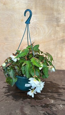 Lot 1075 - Hanging pot of Begonias