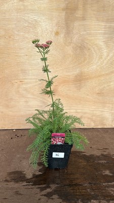 Lot 1076 - Achillea Desert Eve Deep Red
