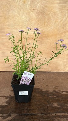 Lot 1077 - Iberis Mermaid Lavender
