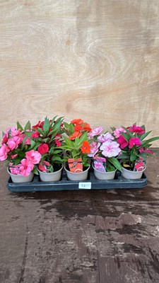 Lot 1078 - mixed tray 10 of Busy Lizzies