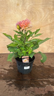 Lot 1079 - Dahlia Pablo