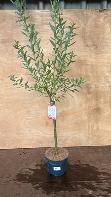 Lot 1080 - Salix Flamingo