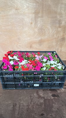 Lot 1081 - crate of 5 - 6 pack Busy Lizzies