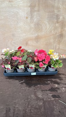 Lot 1082 - Mixed tray of 10 non stop Begonias