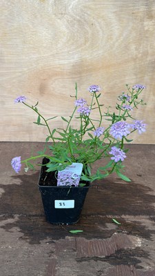 Lot 1083 - Iberis Mermaid Lavender