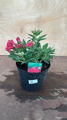 Lot 1084 - Alstromeria Valetta