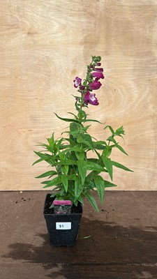 Lot 1085 - Penstemon Partybells Violet