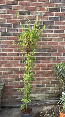 Lot 1086 - Salix Kilmarnock weeping willow tree