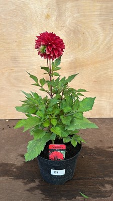 Lot 1087 - Dahlia Grandifolia Red