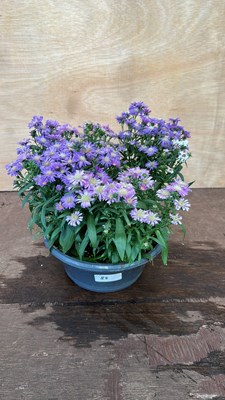 Lot 1088 - Aster Daisies
