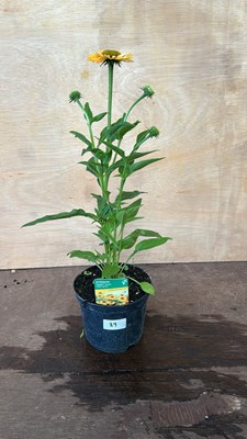 Lot 1089 - Echinacea Golden Apricot