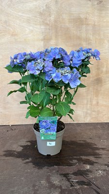 Lot 1090 - Hydrangea Teller Blue