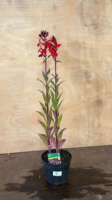 Lot 1091 - Lobelia Fanship Scarlet