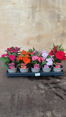 Lot 1092 - Tray of 10 mixed Busy Lizzies