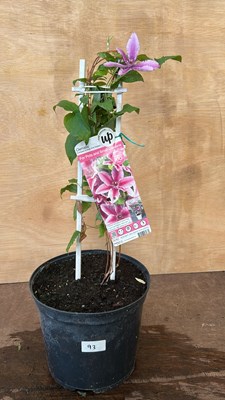 Lot 1093 - Pink Clematis