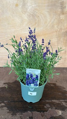 Lot 1094 - Lavender Hidcote