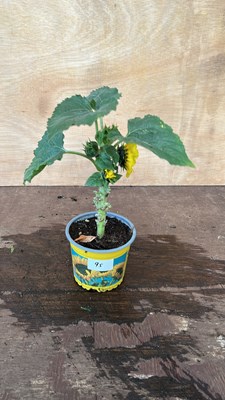 Lot 1095 - potted sunflower