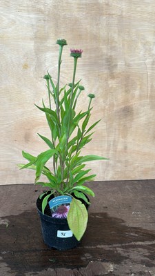 Lot 1096 - Echinacea Meditation Pink