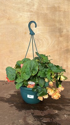 Lot 1097 - Hanging pot of Begonias