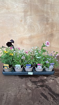 Lot 1098 - tray of 10 mixed basket plants