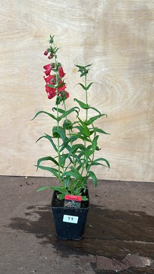 Lot 1099 - Penstemon Partybells Red