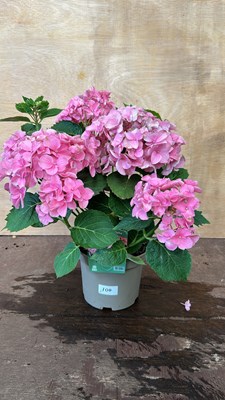 Lot 1100 - Pink Hydrangea