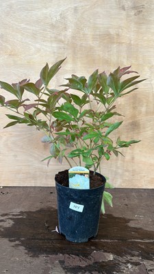 Lot 1101 - Peony Shirley Temple