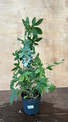 Lot 1102 - Passionflower White