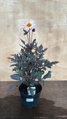 Lot 1111 - Dahlia Happy Days