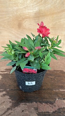 Lot 1109 - Alstromeria Valetta