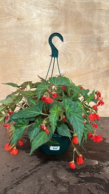Lot 1108 - Hanging Pot of Begonias