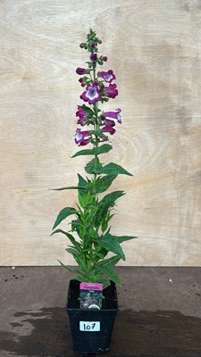 Lot 1107 - Penstemon Partybells Violet