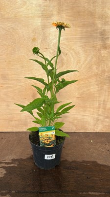Lot 1106 - Echinacea Golden Apricot
