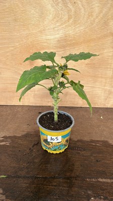 Lot 1105 - Potted Sunflower