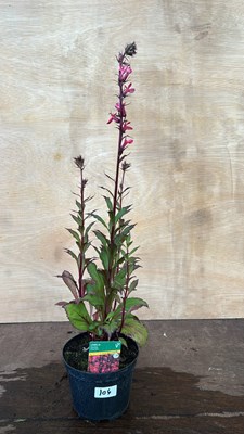 Lot 1104 - Lobelia Fanship Deep Rose