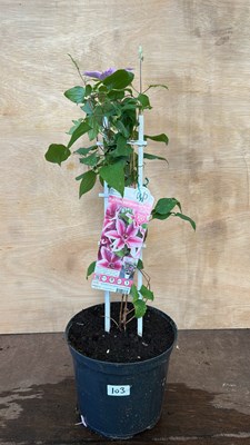 Lot 1103 - Clematis Pink