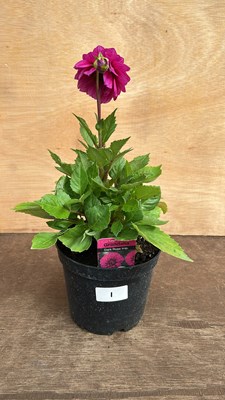 Lot 1001 - Dahlia Grandalia Dark Rose