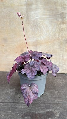 Lot 1002 - large purple Heuchera