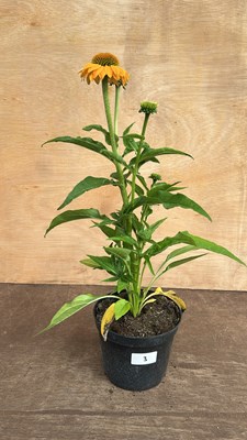 Lot 1003 - Echinacea