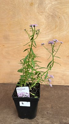 Lot 1004 - Iberis Mermaid Lavender