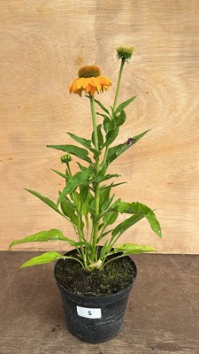 Lot 1005 - Echinacea