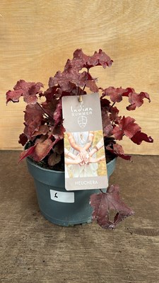 Lot 1006 - large Heuchera Indian Summer
