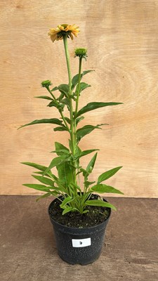 Lot 1007 - Echinacea
