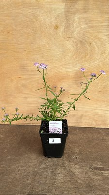 Lot 1008 - Iberis Mermaid Lavender