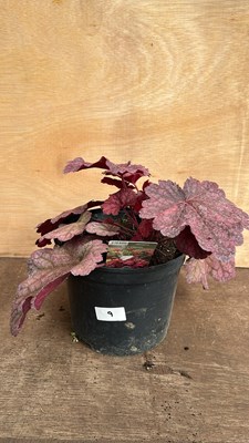 Lot 1009 - Heuchera Berry Smoothie