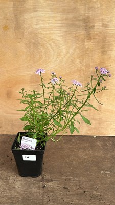 Lot 1010 - Iberis Mermaid Lavender