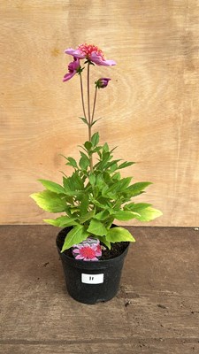 Lot 1011 - Dahlia Starburst Pink