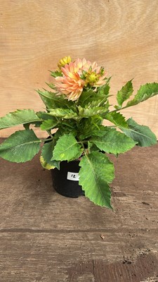 Lot 1012 - Dahlia Pablo