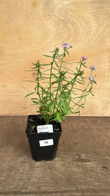 Lot 1013 - Iberis Mermaid Lavender