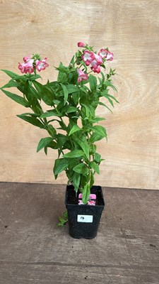 Lot 1014 - Penstemon Phoenix Pink/White